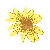 African Daisies Wedding