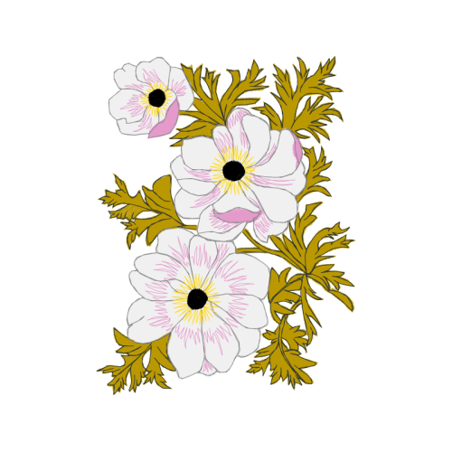 Anemone Wedding Anemone Wedding