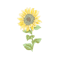 Aster Wedding Aster Wedding