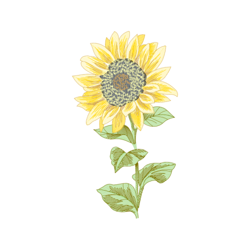 Aster Wedding Aster Wedding