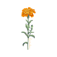 Aster Wedding Aster Wedding