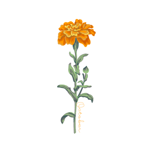 Aster Wedding Aster Wedding