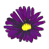 Aster Wedding Aster Wedding