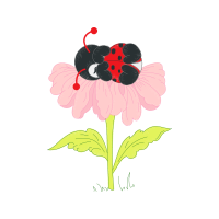 Barberton Daisy Wedding Barberton Daisy Wedding