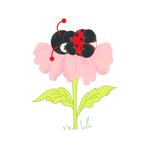 Barberton Daisy Wedding Barberton Daisy Wedding