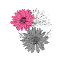 Barberton Daisy Wedding Barberton Daisy Wedding