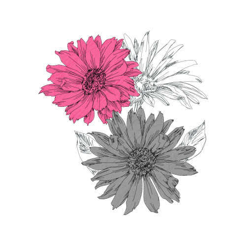 Barberton Daisy Wedding Barberton Daisy Wedding