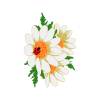 Barberton Daisy Wedding Barberton Daisy Wedding