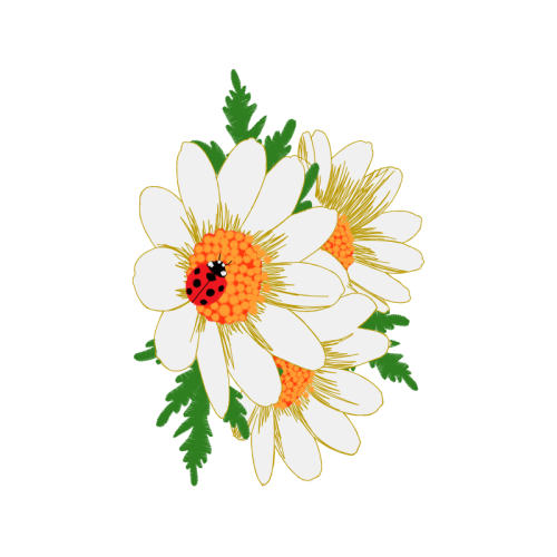 Barberton Daisy Wedding Barberton Daisy Wedding