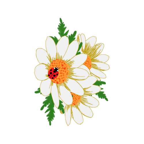 Barberton Daisy Wedding Barberton Daisy Wedding