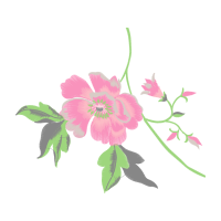 Beach Rose Wedding Beach Rose Wedding