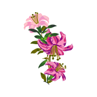 Beach Rose Wedding Beach Rose Wedding