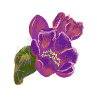 Begonia Wedding Begonia Wedding