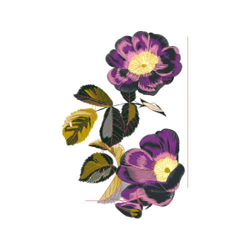 Begonia Wedding Begonia Wedding