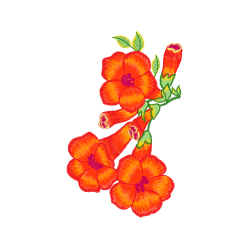 Begonia Wedding Begonia Wedding