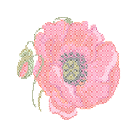 Begonia Wedding Begonia Wedding