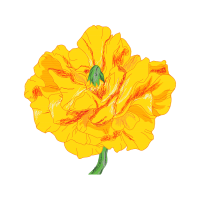 Begonia Wedding Begonia Wedding