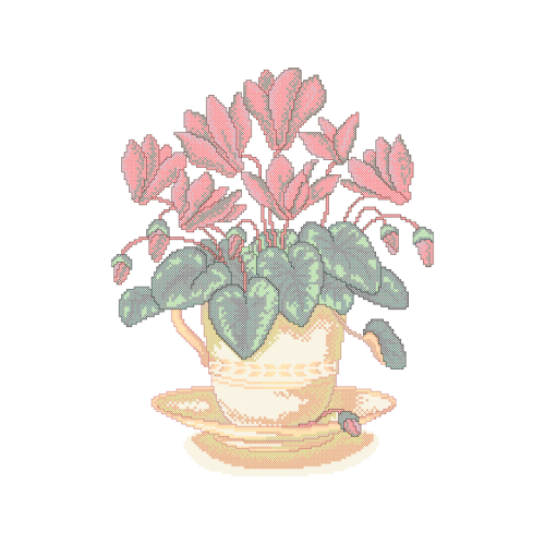 Begonia Wedding Begonia Wedding