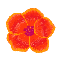 Begonia Wedding Begonia Wedding