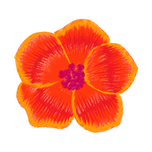 Begonia Wedding Begonia Wedding