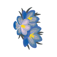 Bengal Clockvine Wedding