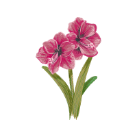 Burnt Tip Orchid Wedding