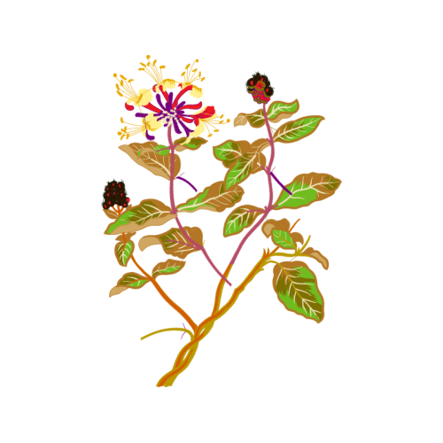 Caesalpinia Wedding Caesalpinia Wedding