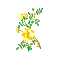 Caesalpinia Wedding Caesalpinia Wedding