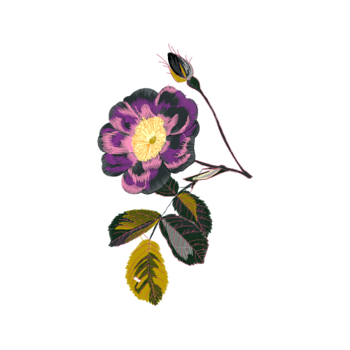 Calochortus Wedding Calochortus Wedding