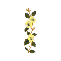 Calochortus Wedding Calochortus Wedding