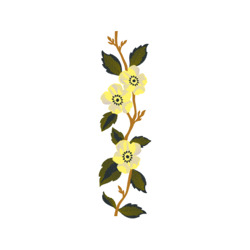 Calochortus Wedding Calochortus Wedding