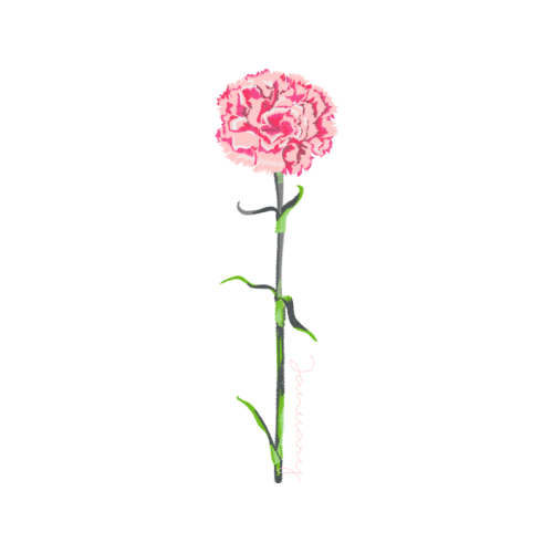 Carnation Wedding Carnation Wedding