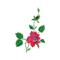 Carolina Rose Wedding Carolina Rose Wedding