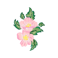 Carolina Rose Wedding