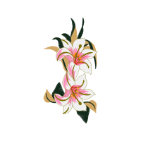 Cattleya Orchids Wedding Cattleya Orchids Wedding