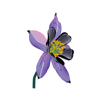 Cattleya Orchids Wedding