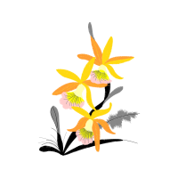 Cattleya Orchids Wedding Cattleya Orchids Wedding