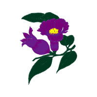 Cattleya Orchids Wedding Cattleya Orchids Wedding