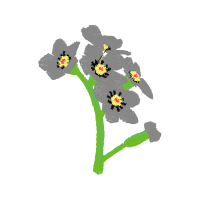 Cattleya Orchids Wedding Cattleya Orchids Wedding