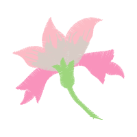 Cattleya Orchids Wedding Cattleya Orchids Wedding