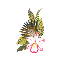 Cattleya Orchids Wedding