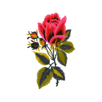 Cattleya Orchids Wedding Cattleya Orchids Wedding