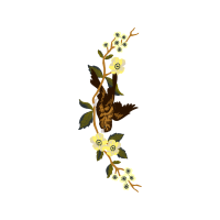 Cattleya Orchids Wedding Cattleya Orchids Wedding