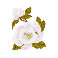 Cattleya Orchids Wedding Cattleya Orchids Wedding