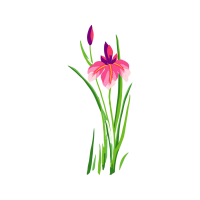 Cattleya Orchids Wedding Cattleya Orchids Wedding