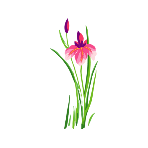 Cattleya Orchids Wedding Cattleya Orchids Wedding