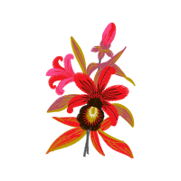 Cattleya Orchids Wedding