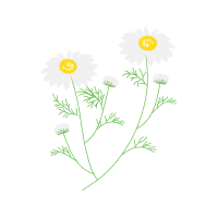 Chamomile Wedding Chamomile Wedding