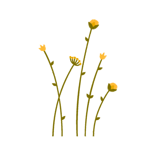 Chrysanthemum Wedding Chrysanthemum Wedding