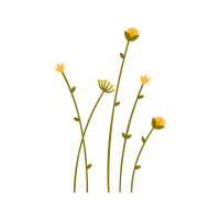 Chrysanthemum Wedding